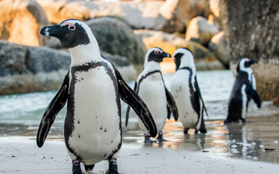 Flights to South Africa